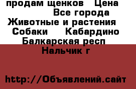 продам щенков › Цена ­ 15 000 - Все города Животные и растения » Собаки   . Кабардино-Балкарская респ.,Нальчик г.